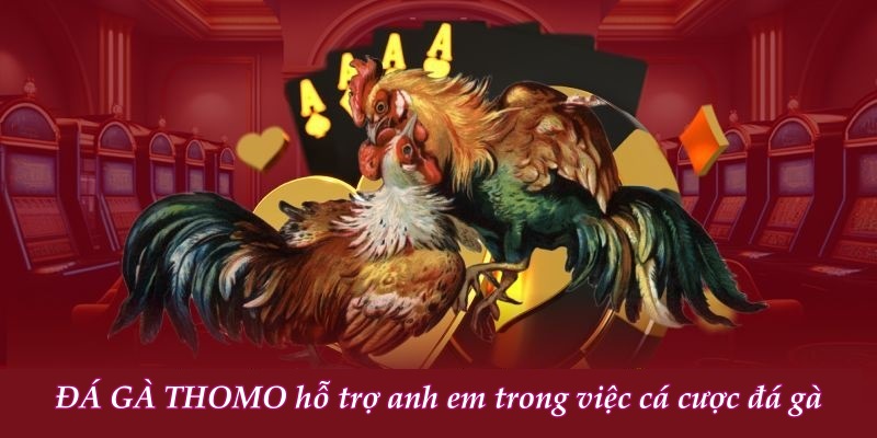 XiN88 đá gà trực tiếp