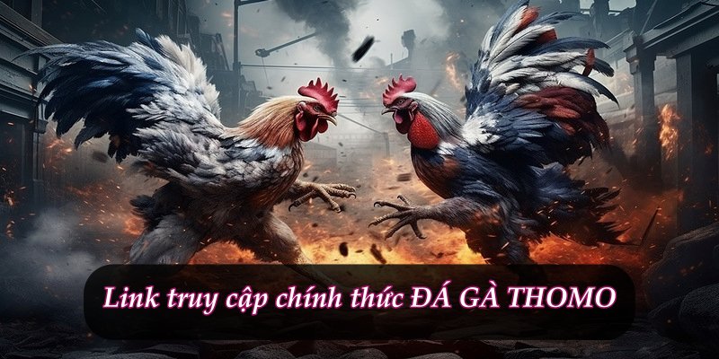 XiN88 đá gà trực tiếp