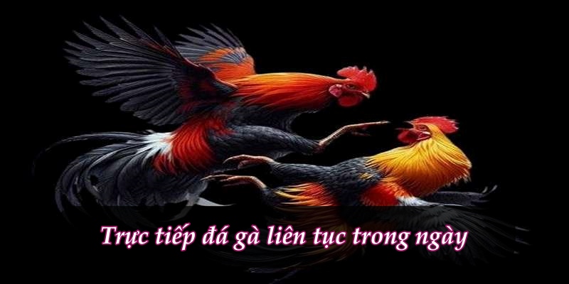 XiN88 đá gà trực tiếp