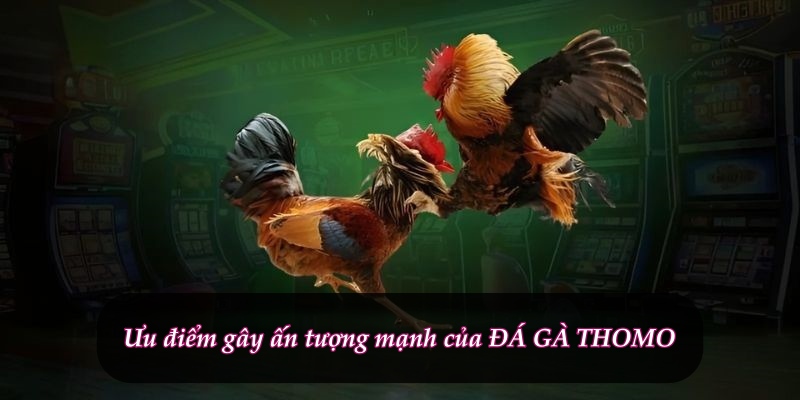 XiN88 đá gà trực tiếp